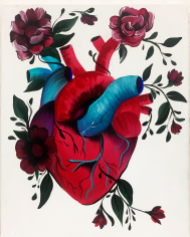 corazon anatomica